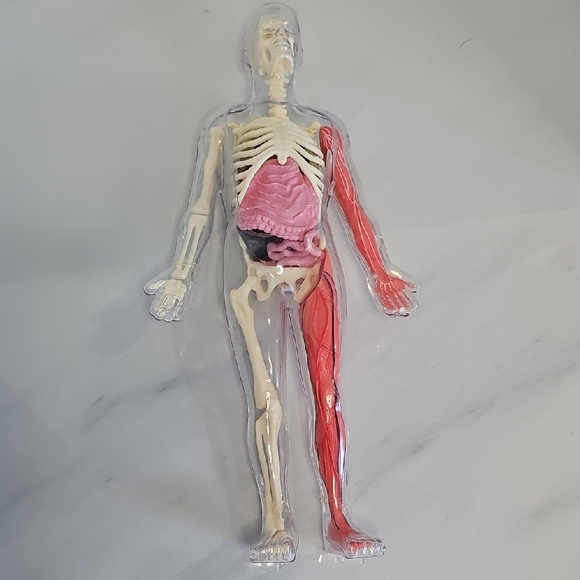 Anatomical Model with Removable Parts - Picture 4 of 7